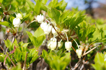 Fototapeta premium Beautiful lily of the Valley in Kyoto, Japan