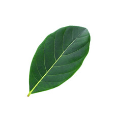 Obraz premium section of jackfruit isolated on white background