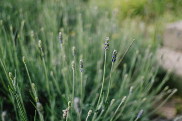 Lavendel kurz vor dem Aufblühen