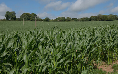 Fototapeta na wymiar Crop of Commercial Maize or Corn (Zea mays) Growing in a Field on a Farm in Rural Devon, England, UK