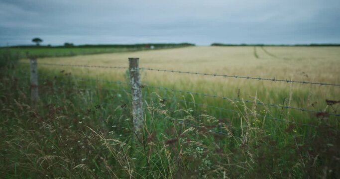Barbed wire fence in a field on a summer day