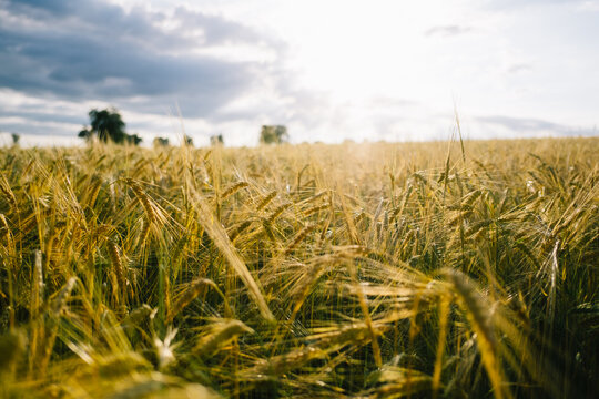 Bio-Getreide und ökologische Landwirtschaft