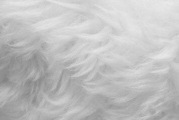 sheep wool skin texture