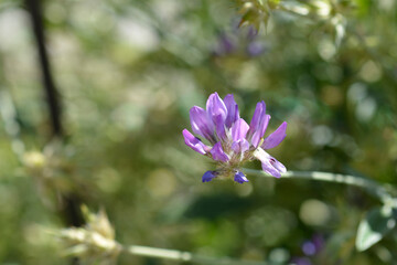 Bitumen trefoil