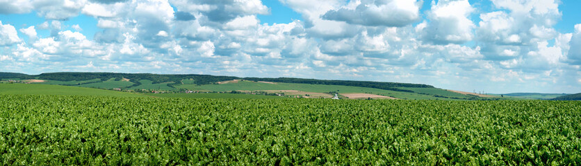 Fototapeta na wymiar sugar beet field, panoramic view of agricultural land