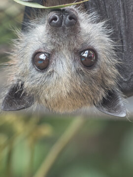 Orphan Grey-headed Flying-fox (Pteropus Poliocephalus)