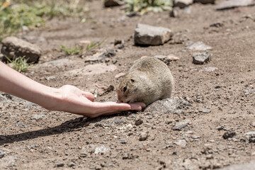 . Animals in the wild nature