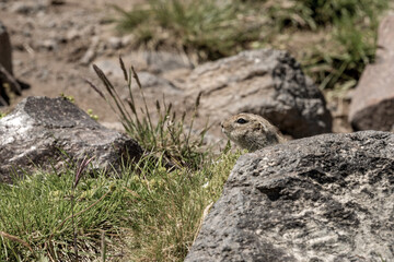 Naklejka na ściany i meble a bold wild gopher peeks out from behind a rock. Animals in the wild nature