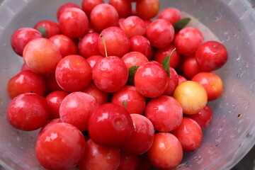 Red fruits of ripe juicy cherry plum, fresh harvest of fruits