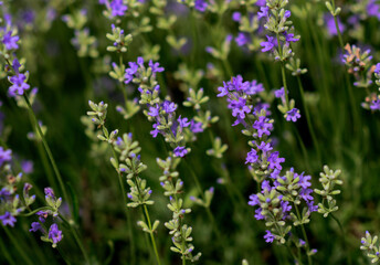 Lavender flowers in a soft focus, pastel colors and blur background. 