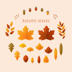 秋の葉っぱとどんぐり