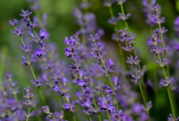 Lavender flowers in a soft focus, pastel colors and blur background. 