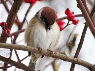A sparrow sits on a branch. Close-up. Macro. The feather is brown. Winter.