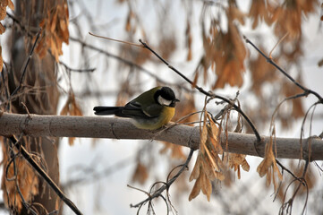 A bird tit sits on a maple branch. Winter in the Western Urals.
