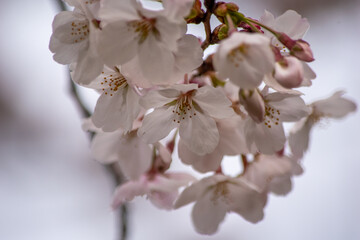 桜の木と花びら