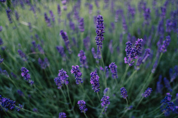 Lavendel blüht hellblauviolett im Garten