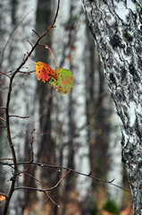 Red aspen leaf and yellow birch leaf on empty autumn tree branches in the forest. Late autumn in the Western Urals.