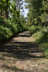 Footpath on the forest at summer season