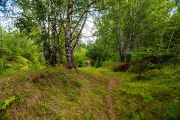 Bridge over the stream in the forest in summer