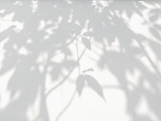 Abstract gray shadow background of natural leaves tree