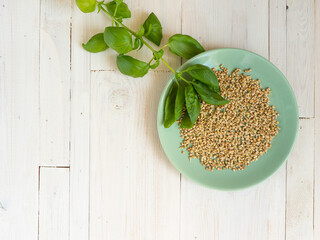 Integral buckwheat sprouted in the green plate. A branch of fresh basil on the white wooden table, copy space to the left