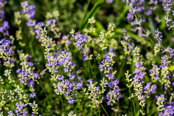 Fototapeta premium Lavender flowers in a soft focus, pastel colors and blur background. 