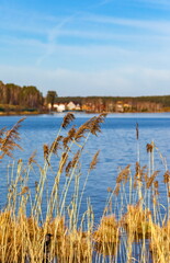 Dry grass closeup on the background of lake, forest, buildings and blue sky with clouds