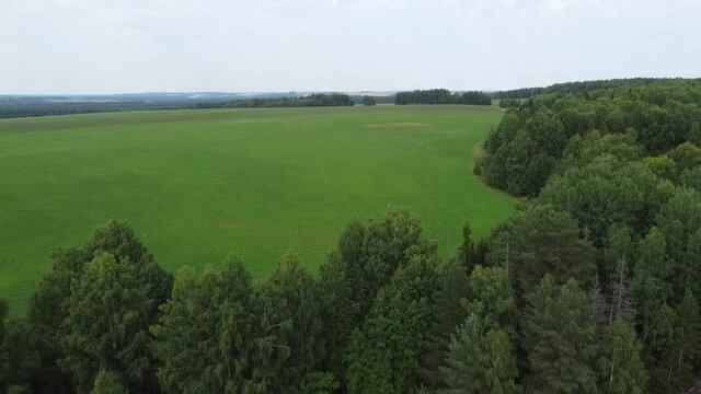 Aerial photography. Fields of green grass