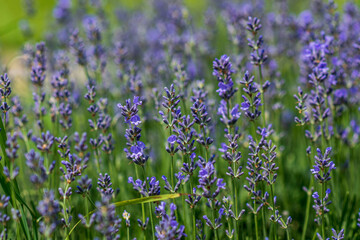 Lavender flowers in a soft focus, pastel colors and blur background. 