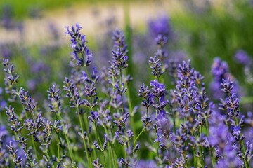 Naklejka premium Lavender flowers in a soft focus, pastel colors and blur background. 