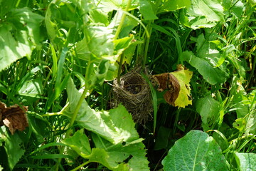 Nest in the grass