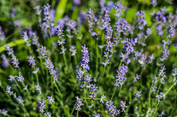 Lavender flowers in a soft focus, pastel colors and blur background. 