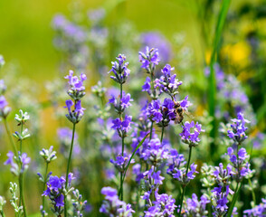 Obraz premium Lavender flowers in a soft focus, pastel colors and blur background. 