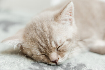 Portrait of cute kitten slipping.Scottish cat.Close-up view