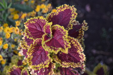 unique purple leaves in the forest