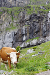 Vache en alpage, Suisse