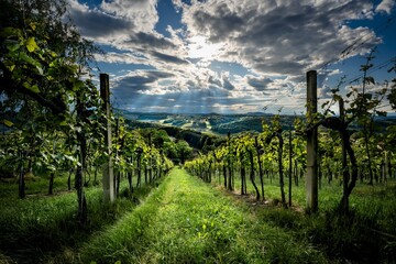 Obraz premium Weingarten