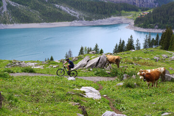 Cycliste gravissant une pente sous le regard des vaches en alpage