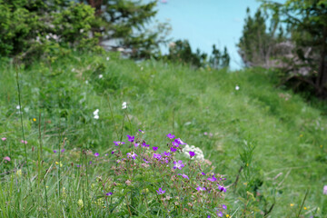 Fleurs des montagnes