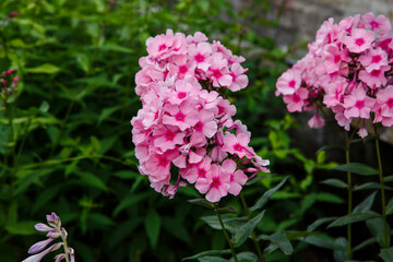 Beautiful flowers phlox paniculata. Flowering branch of purple phlox in the garden