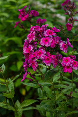 Fototapeta na wymiar Beautiful flowers phlox paniculata. Flowering branch of purple phlox in the garden