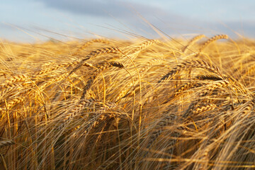 Reifes Getreide auf dem Feld kurz vor der Ernte. Gerste im Sommer - goldgelbe Felder. Gersten&auml;hren im Sommerwind in Mitteldeutschland in Th&uuml;ringen.