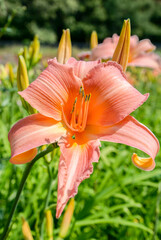 orange lily flower in the garden