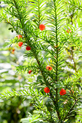 Red yew berries on green branch in forest