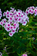 Beautiful flowers phlox paniculata. Flowering branch of purple phlox in the garden