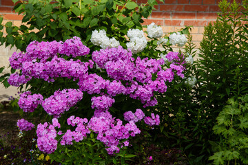 Fototapeta na wymiar Beautiful flowers phlox paniculata. Flowering branch of purple phlox in the garden