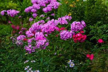 Obraz premium Beautiful flowers phlox paniculata. Flowering branch of purple phlox in the garden