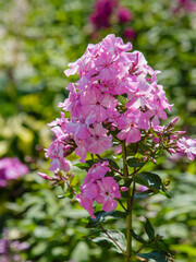 Beautiful flowers phlox paniculata. Flowering branch of purple phlox in the garden