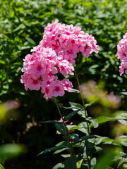 Beautiful flowers phlox paniculata. Flowering branch of purple phlox in the garden