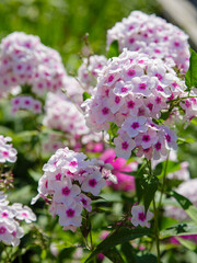 Beautiful flowers phlox paniculata. Flowering branch of purple phlox in the garden